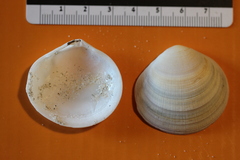 Pseudarcopagia decora