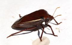 Basicryptus costalis