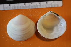 Pseudarcopagia decora