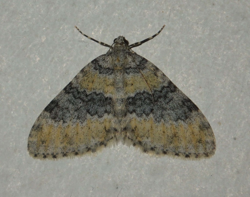 Entephria cyanata