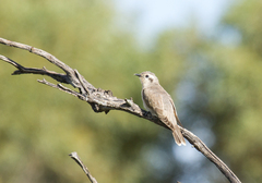 Chrysococcyx osculans