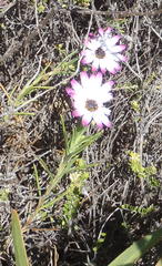 Dimorphotheca ecklonis