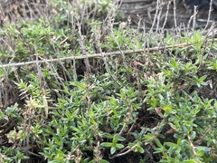 Thymus calcareus