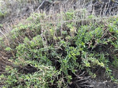Thymus calcareus