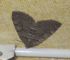 Thera cognata