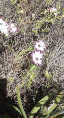 Dimorphotheca ecklonis