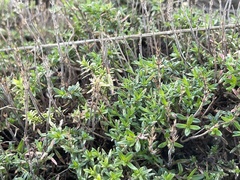 Thymus calcareus
