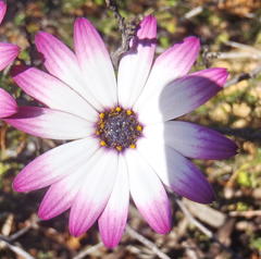 Dimorphotheca ecklonis