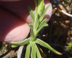 Dimorphotheca ecklonis