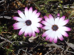 Dimorphotheca ecklonis