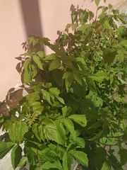 Acer negundo