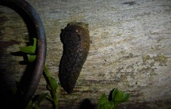 Pseudaneitea