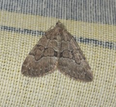 Thera cognata