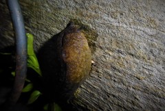 Pseudaneitea