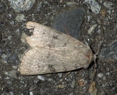 Epipsilia grisescens