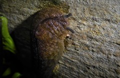 Pseudaneitea