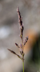 Poa krylovii