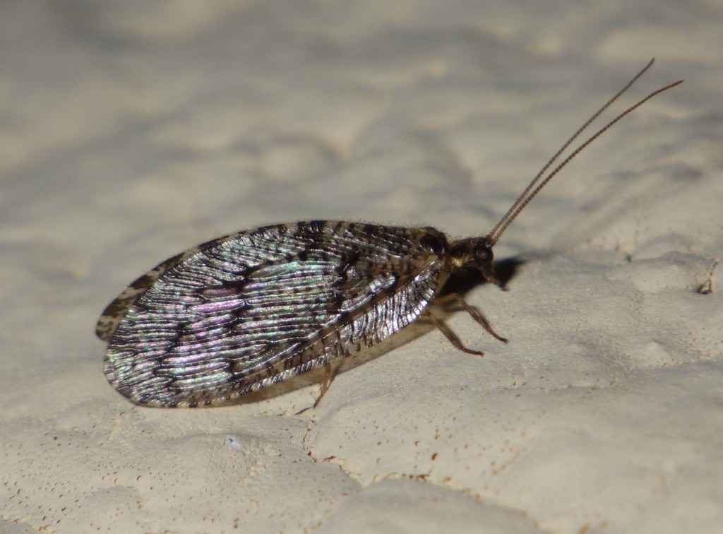 Wesmaelius quadrifasciatus