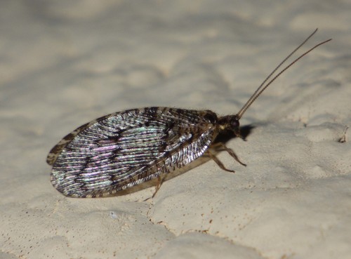 Wesmaelius quadrifasciatus