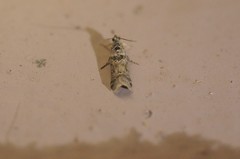 Ancylosis undulatella