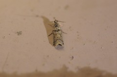 Ancylosis undulatella