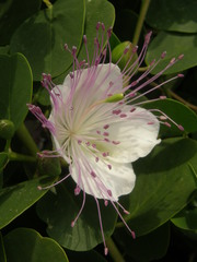 Capparis sicula