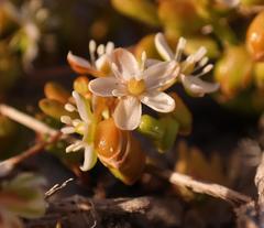 Pharnaceum cordifolium