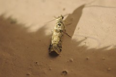 Ancylosis undulatella