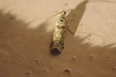 Ancylosis undulatella