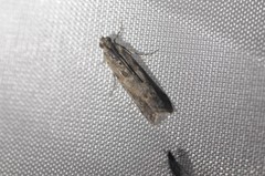 Ancylosis undulatella