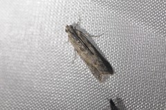 Ancylosis undulatella