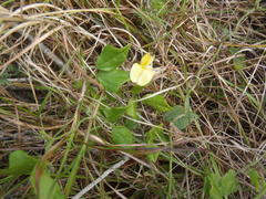 Rhynchosia caribaea