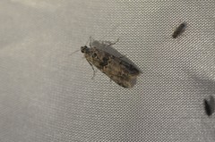 Ancylosis undulatella