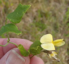 Rhynchosia caribaea