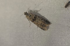 Ancylosis undulatella