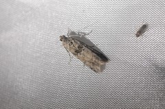 Ancylosis undulatella