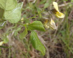 Rhynchosia caribaea