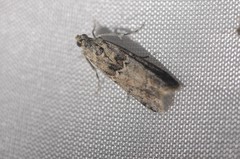 Ancylosis undulatella