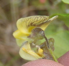 Rhynchosia caribaea