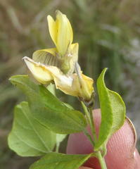 Rhynchosia caribaea