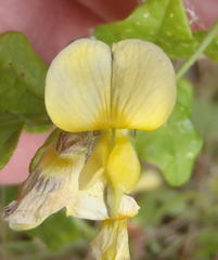 Rhynchosia caribaea