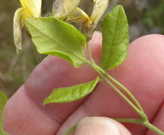 Rhynchosia caribaea