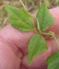 Rhynchosia caribaea