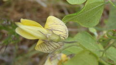 Rhynchosia caribaea