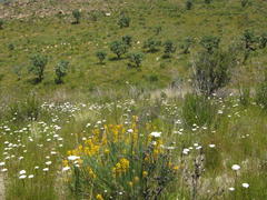 Lebeckia sepiaria