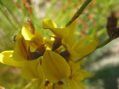 Lebeckia sepiaria