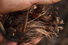 Protea scorzonerifolia