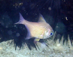 Pempheris multiradiata
