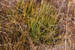 Protea scorzonerifolia