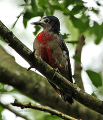 Melanerpes portoricensis